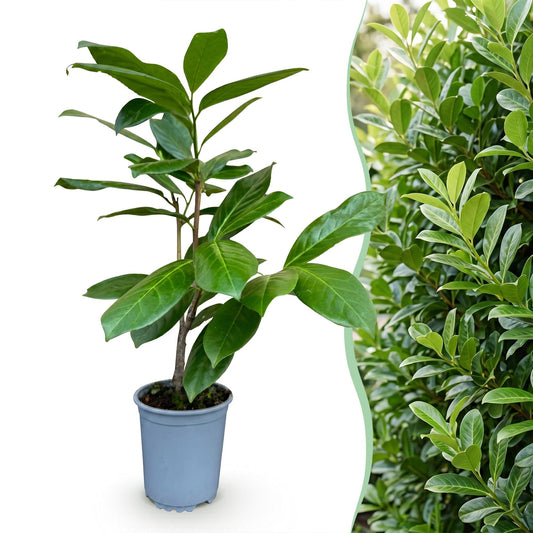 Prunus laur. Rotundifolia : un jeune plant en pot à gauche et une haie dense de lauriers-cerises à droite, pour illustrer son potentiel.