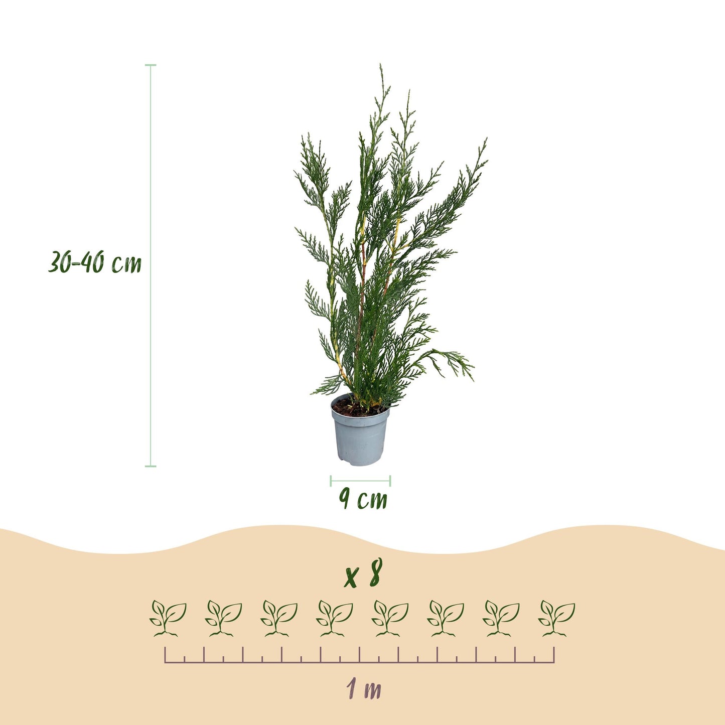 Cupressocyparis leylandii : schéma d'un plant en pot de 9cm, hauteur 30-40cm, avec indication d'un espacement de 1 mètre pour 8 plants.