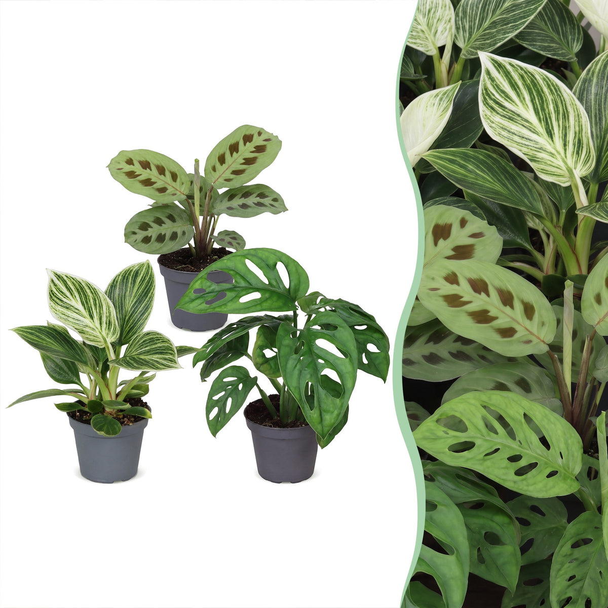 Box surprise de bébés plantes tropicales assorties en pot de 6 cm