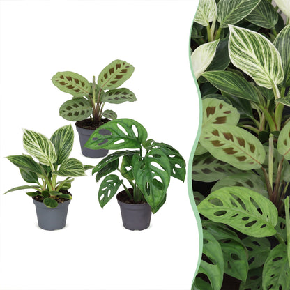 Box surprise de bébés plantes tropicales assorties en pot de 6 cm