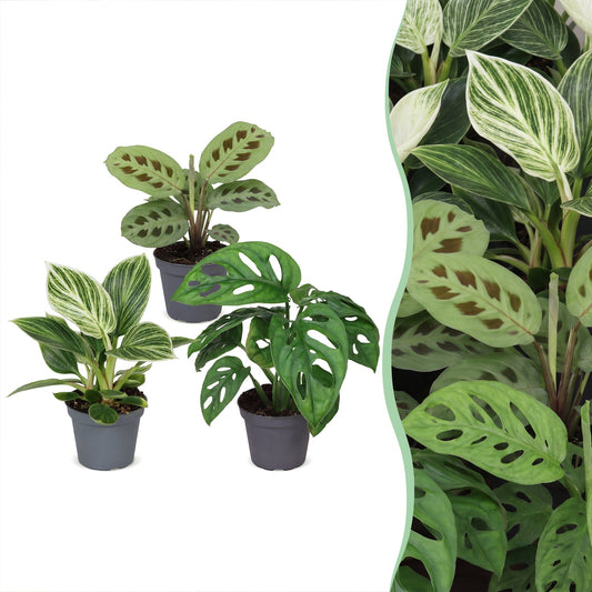 Box surprise de bébés plantes tropicales assorties en pot de 6 cm
