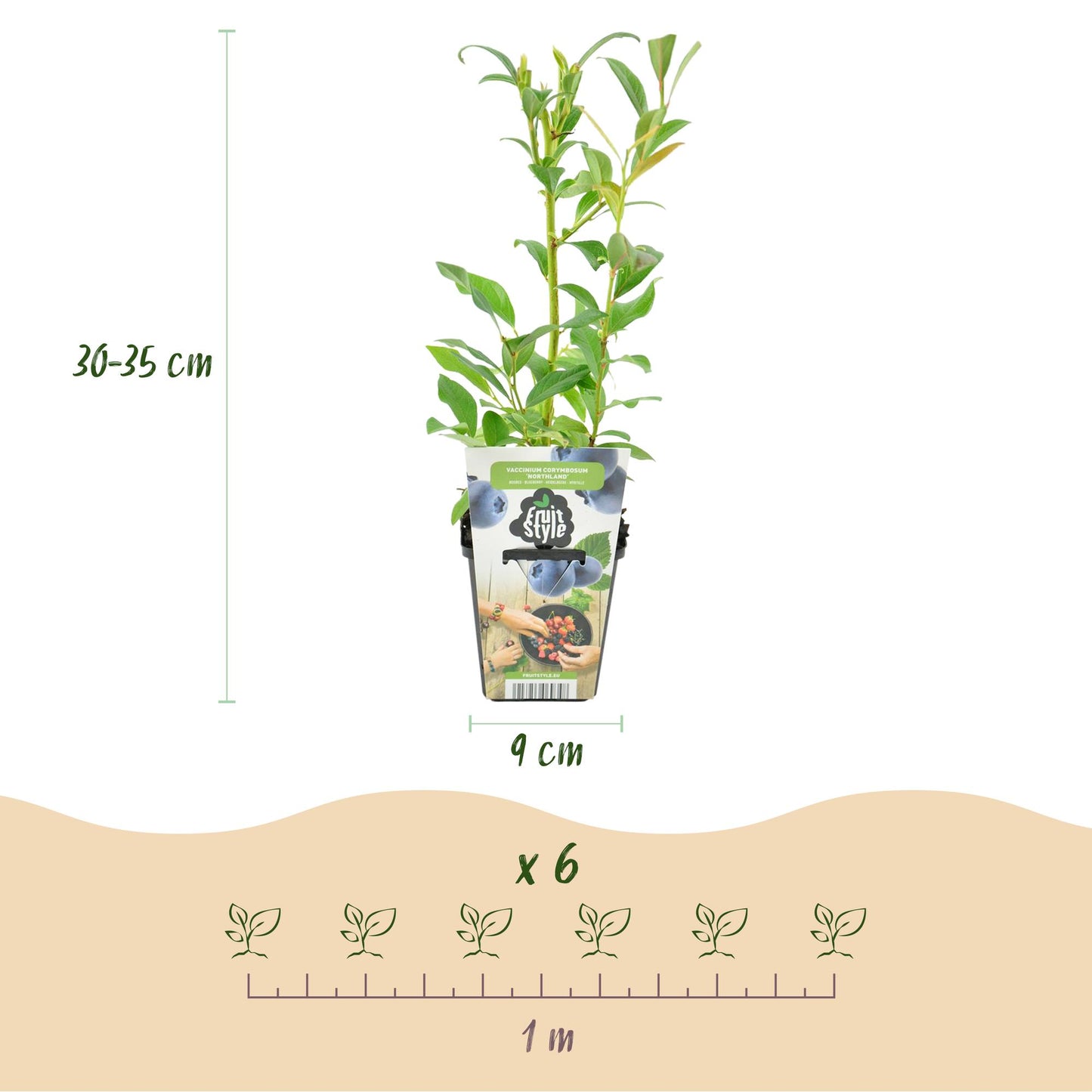 Mûre bleue Northland. Infographie montrant un plant en pot, avec sa hauteur (30-35 cm) et la dimension du pot (9 cm). En bas, l'espacement p