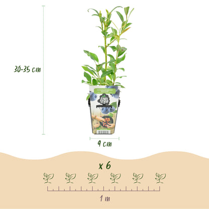 Mûre bleue Northland. Infographie montrant un plant en pot, avec sa hauteur (30-35 cm) et la dimension du pot (9 cm). En bas, l'espacement p