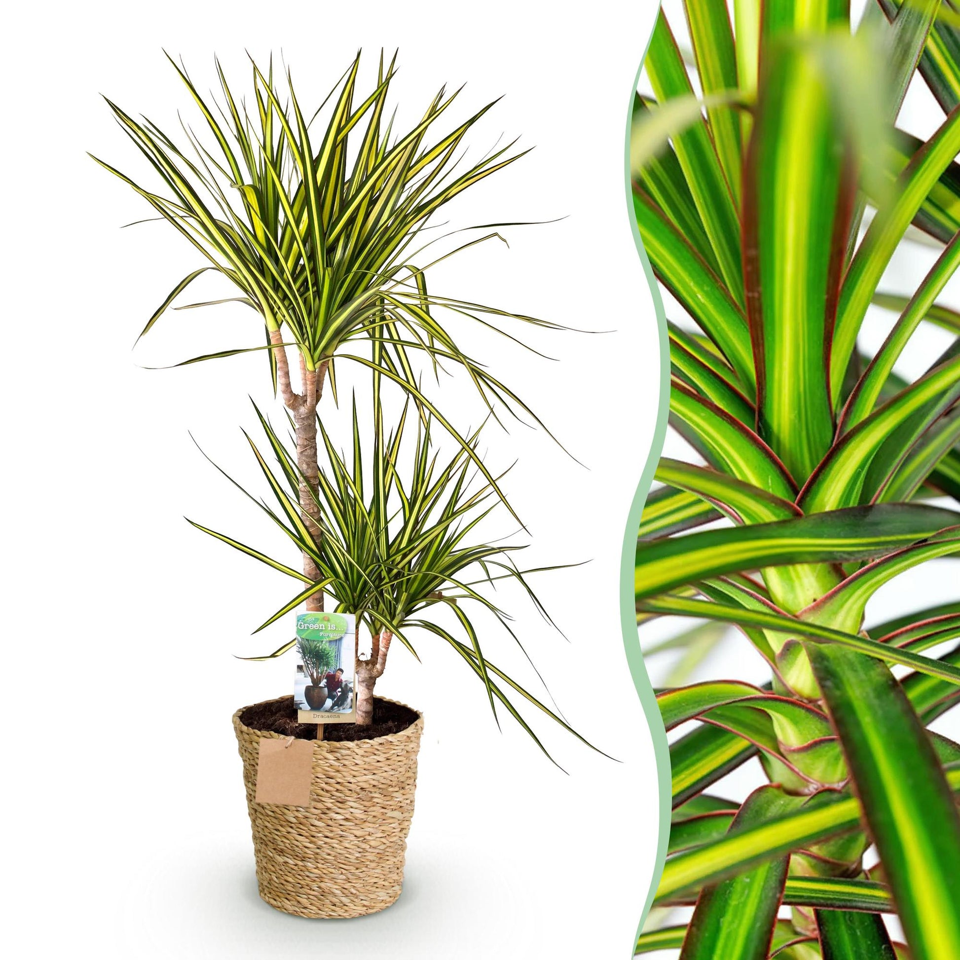 Plantes d'intérieur - Dracaena Sunray - Arbre à dragon - Peu d'entretien - avec panier - Vert - jaune - 1 Plante - Pot 21cm - Hauteur 90-100cm