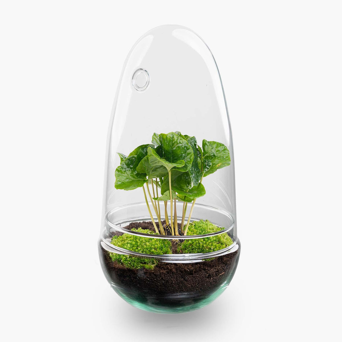 Kit terrarium en forme d'œuf avec caféier (Coffea arabica), bocal en verre hauteur 25 cm