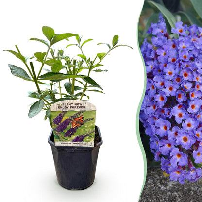 Buddleja davidii Empire Blue. Jeune plant en pot et gros plan des grappes de fleurs bleues violacées, symbole de son attrait pour les papill