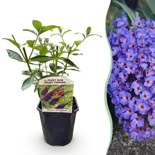 Buddleja davidii Empire Blue. Jeune plant en pot et gros plan des grappes de fleurs bleues violacées, symbole de son attrait pour les papill