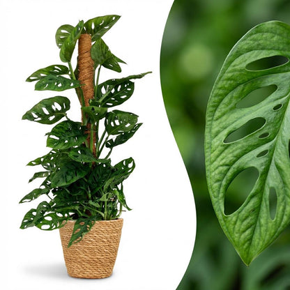 Plante d'intérieur - Monkey Mask - Monstera Adansonii sur tuteur - Vert - Entretien facile - 1 Plante - avec Panier - Pot 19cm - Hauteur 90cm