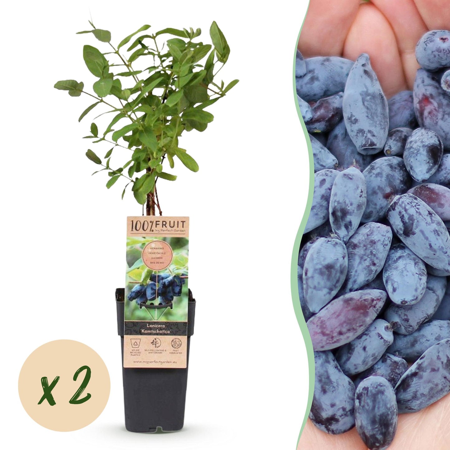 Lonicera caerulea Kamchatika : Un plant en pot avec une étiquette produit et une pastille "x2" pour les deux plants. À droite, une main tena