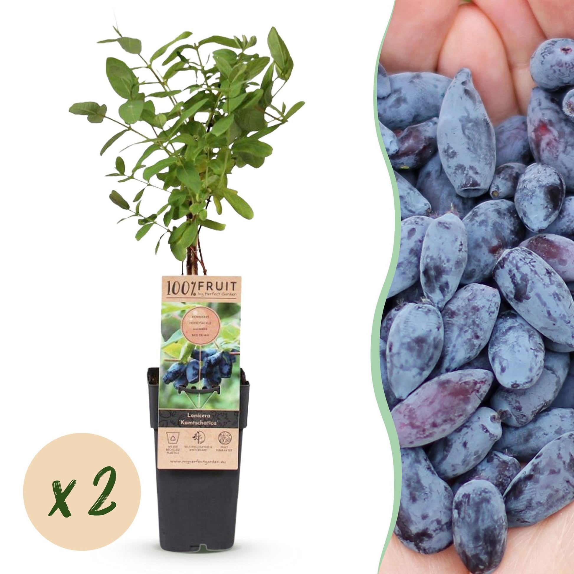 Lonicera caerulea Kamchatika : Un plant en pot avec une étiquette produit et une pastille "x2" pour les deux plants. À droite, une main tena