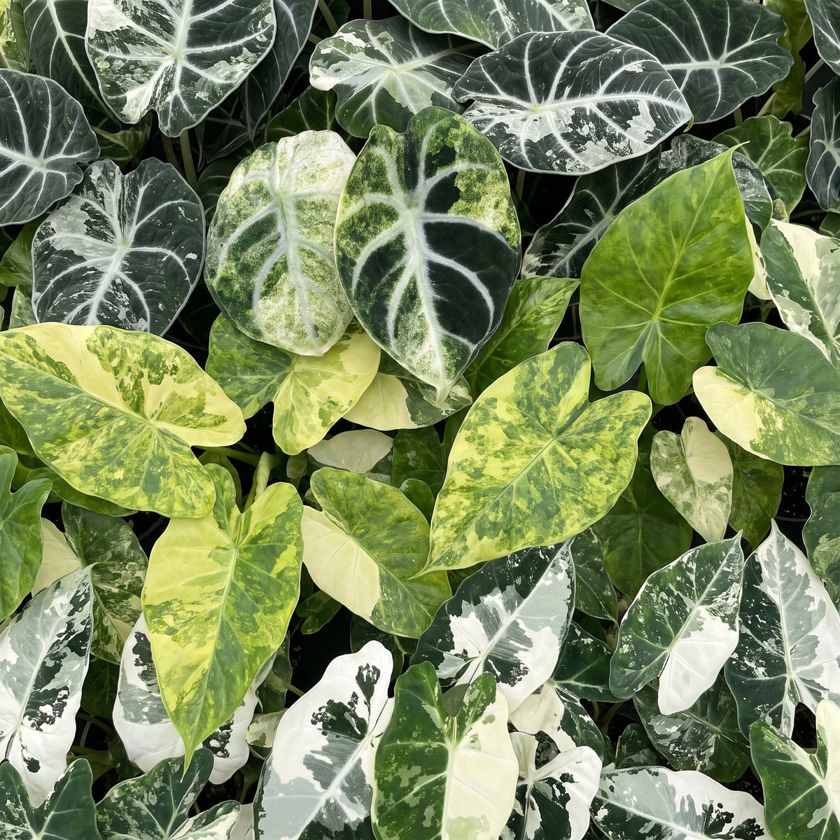 Détail du feuillage de Bébés Alocasia panachés
