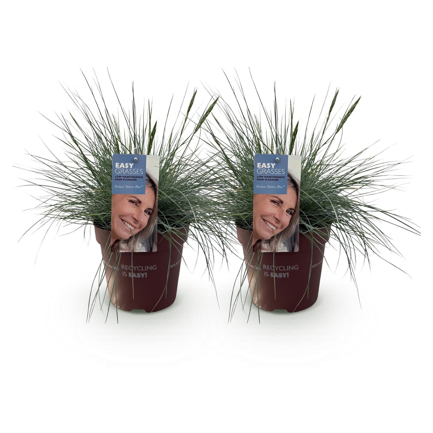 Festuca glauca Intense Blue. Deux graminées ornementales bleues en pot sur fond blanc, prêtes à être plantées.