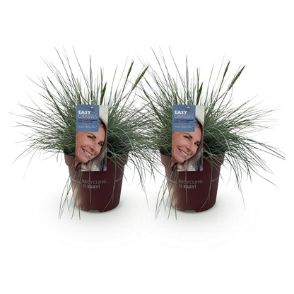Festuca glauca Intense Blue. Deux graminées ornementales bleues en pot sur fond blanc, prêtes à être plantées.