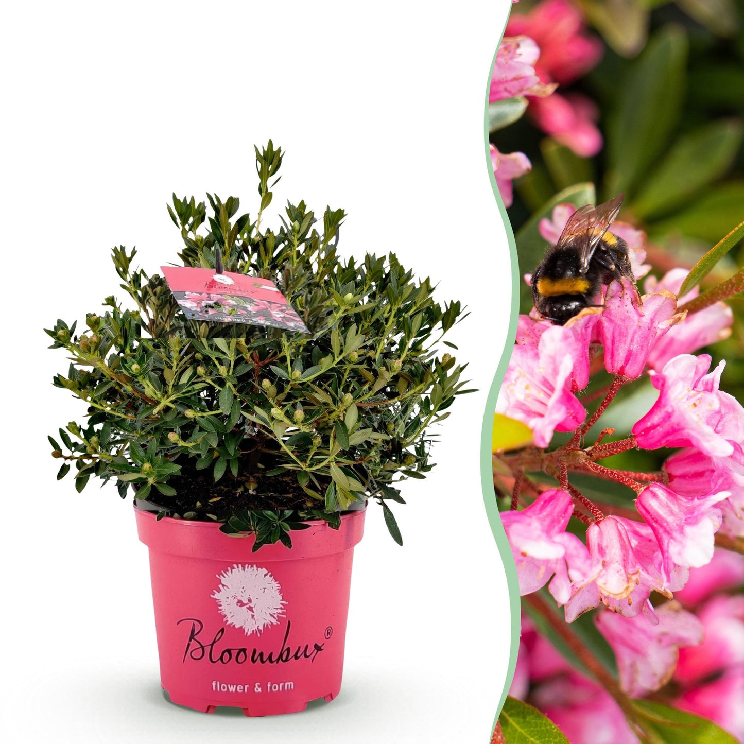 Rhododendron Bloombux Light Pink en pot rose sur fond blanc, juxtaposé à un gros plan d'une abeille butinant ses fleurs roses.