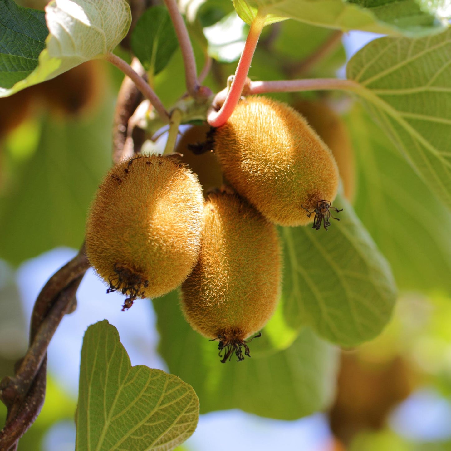 Actinidia deliciosa Golden Kiwi. Gros plan de kiwis dorés et velus poussant sur la vigne, entourés de feuilles vertes et baignés de soleil.