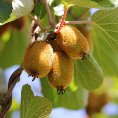 Actinidia deliciosa Golden Kiwi. Gros plan de kiwis dorés et velus poussant sur la vigne, entourés de feuilles vertes et baignés de soleil.