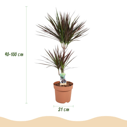 Plantes d'intérieur - Dracaena Magenta - Arbre à sang de dragon - Peu d'entretien - avec Pot Gris - Rouge - 1 Plante - avec Pot Gris - Pot 21cm - Hauteur 90-100cm
