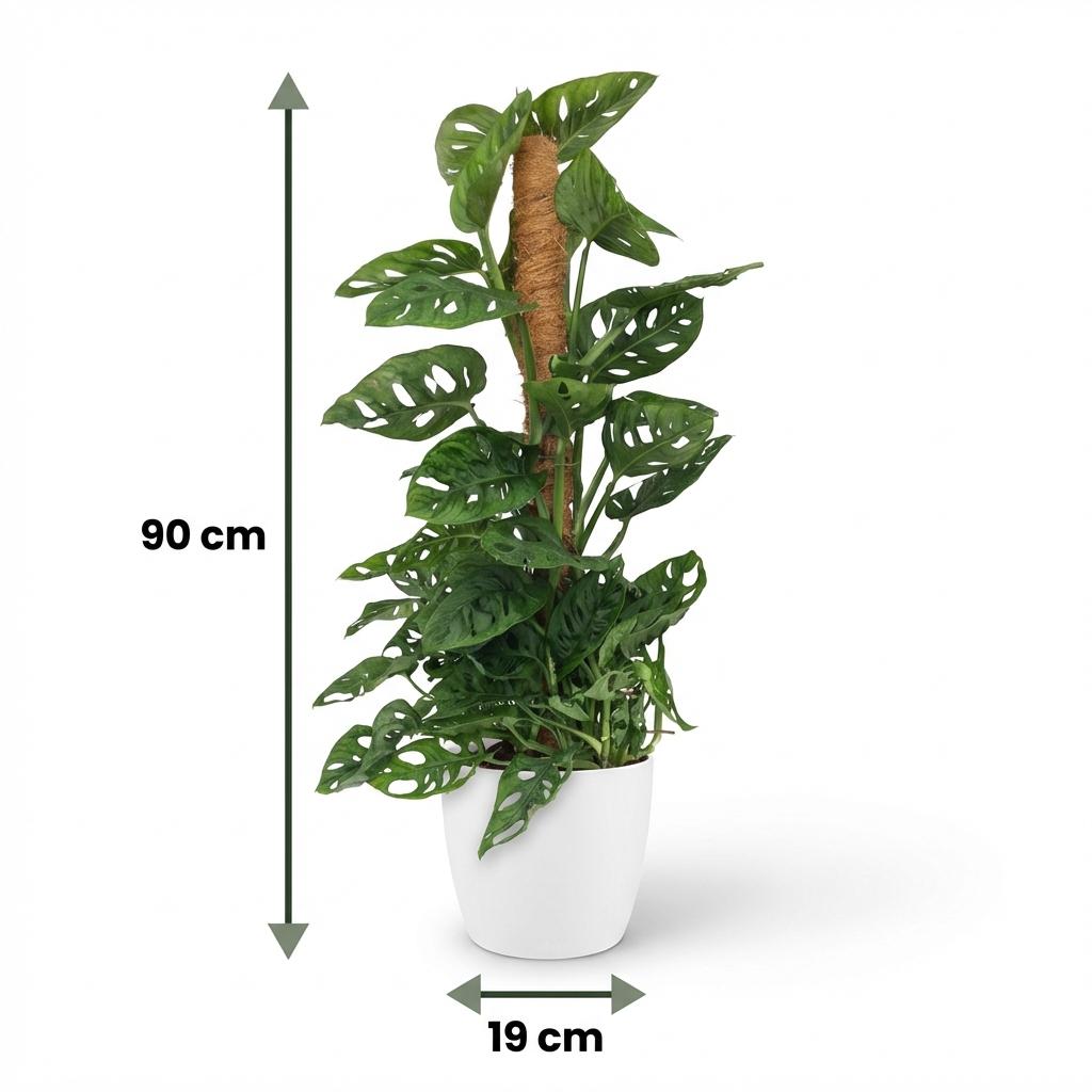 Plante d'intérieur - Monkey Mask - Monstera Adansonii sur Tuteur Mousse - Vert - Entretien facile - 1 Plante - avec Pot Blanc - Pot 19cm - Hauteur 90cm