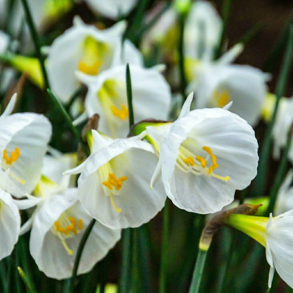 Narcisse 'White Petticoat' avec ses clochettes blanches et cœurs jaunes, épanouis en massif.