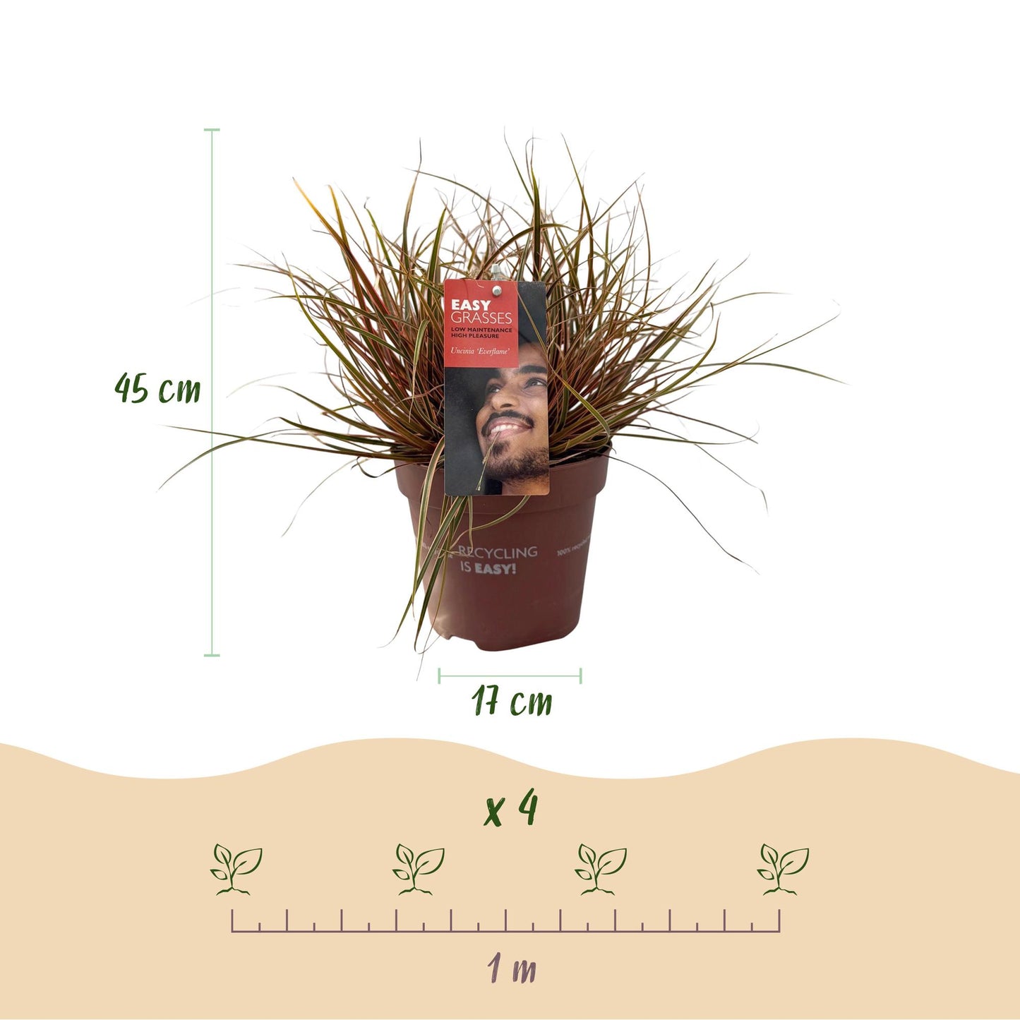 Uncinia rubra Everflame : Infographie montrant un plant en pot de 17 cm, hauteur 45 cm, et un schéma pour planter 4 plants sur 1 mètre.