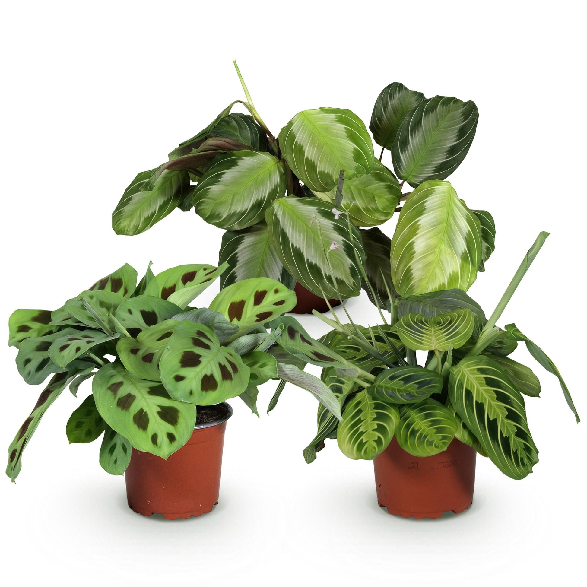 Trois Maranta variées aux feuillages vert clair et foncé, certaines tachetées, d'autres rayées, dans des pots bruns