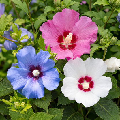 Hibiscus syriacus Tricolour : gros plan sur 3 fleurs épanouies, une rose fuchsia, une bleue et une blanche, sur un fond de feuillage vert.