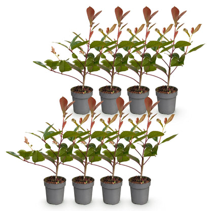 Photinia fraseri Red Robin : 8 jeunes plants en pot gris, avec feuilles vertes et pousses rouges, alignés sur un fond blanc uni.