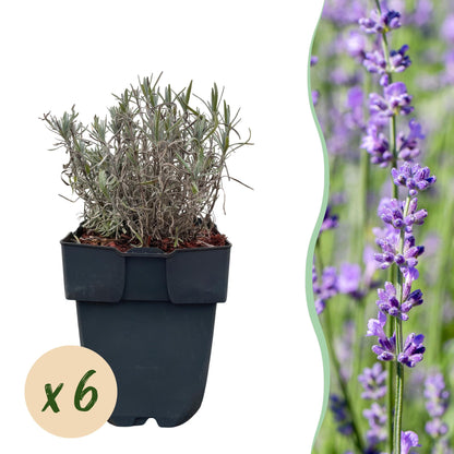 Lavandula angustifolia Hidcote : plant en pot, feuillage gris, avec bulle "x 6" et fleur de lavande en arrière-plan flou.