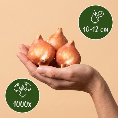 Bulbes de Mélange de bulbes de Hollande tenus dans une main, calibre 10-12 cm, lot de 1000 bulbes.