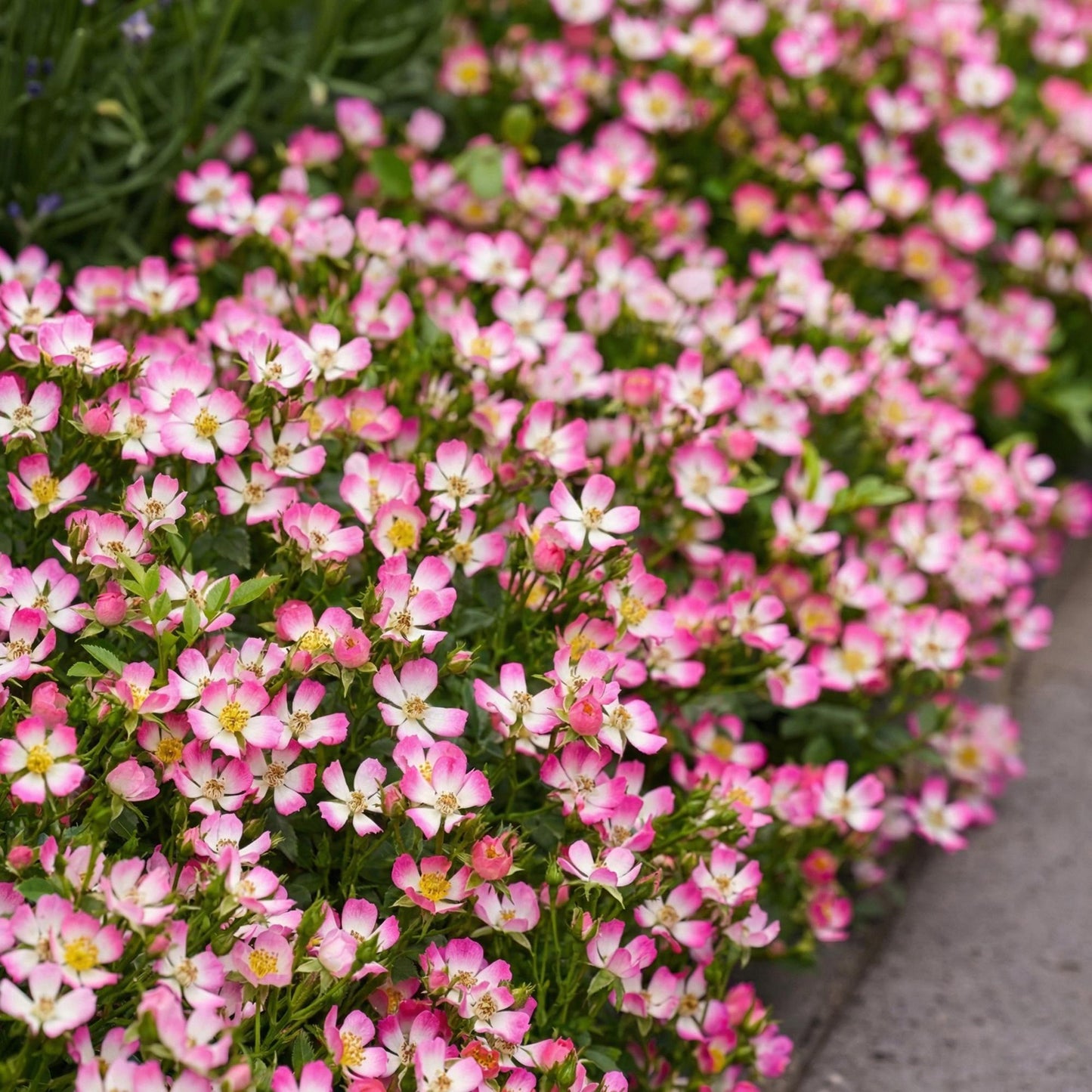 Rosier Cutie Pie. Gros plan sur un parterre luxuriant de petits rosiers aux fleurs bicolores, roses sur les bords et blanches au centre avec