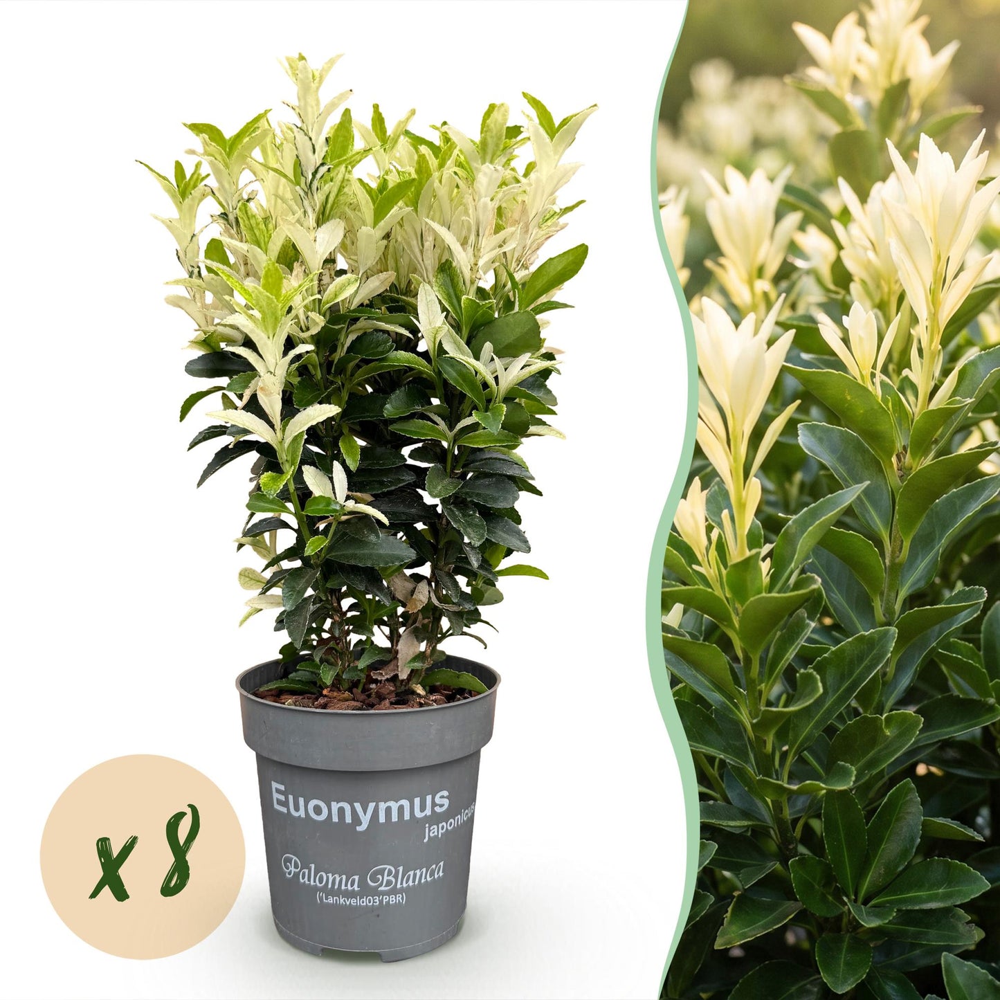 Euonymus japonica Paloma Blanca : un plant en pot sur fond blanc avec pastille « x8 », et à droite, un gros plan d'une haie.