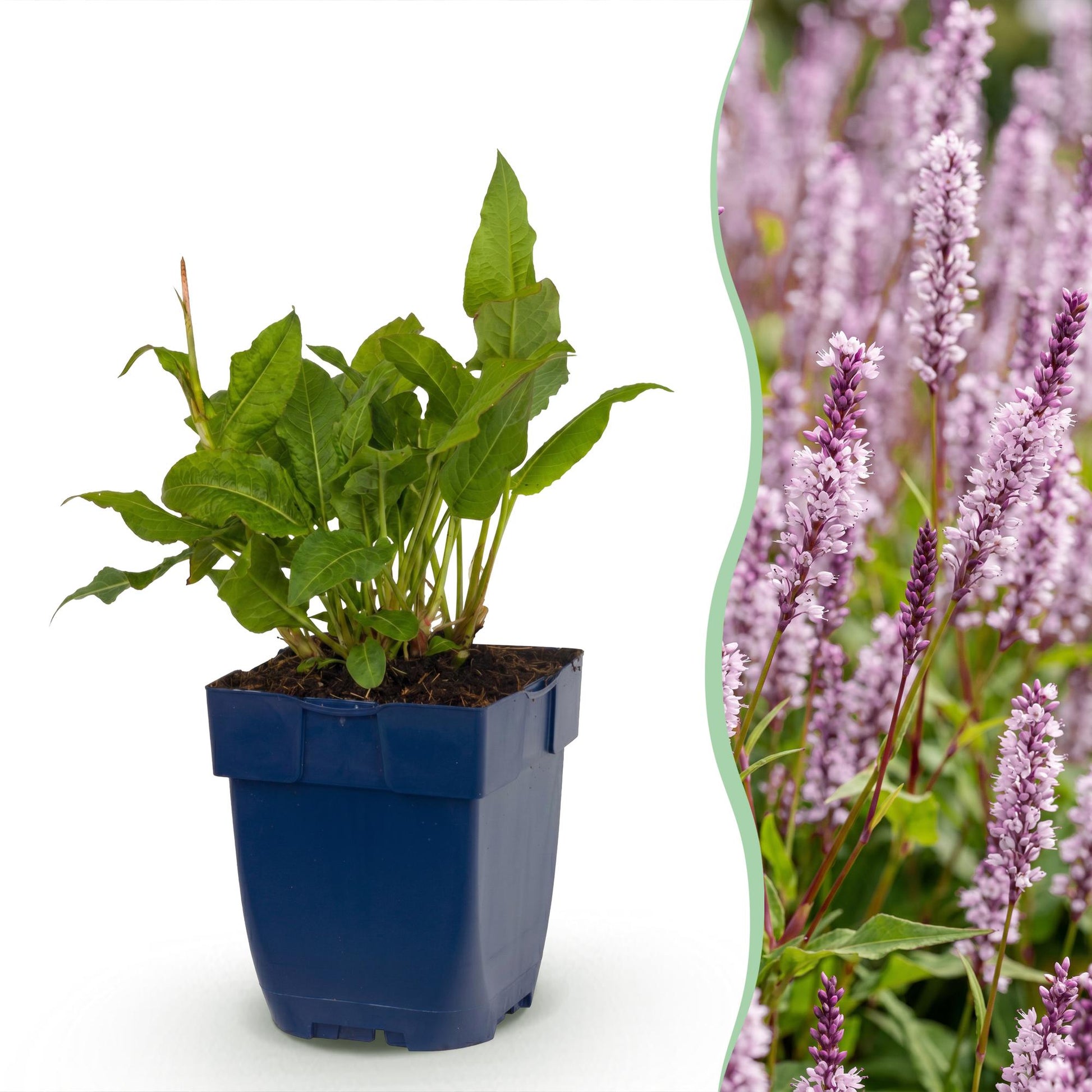 Renouée 'Rosea' en pot bleu, feuillage vert et future fleur rose, à côté d'une photo de haie dense de renouées fleuries.
