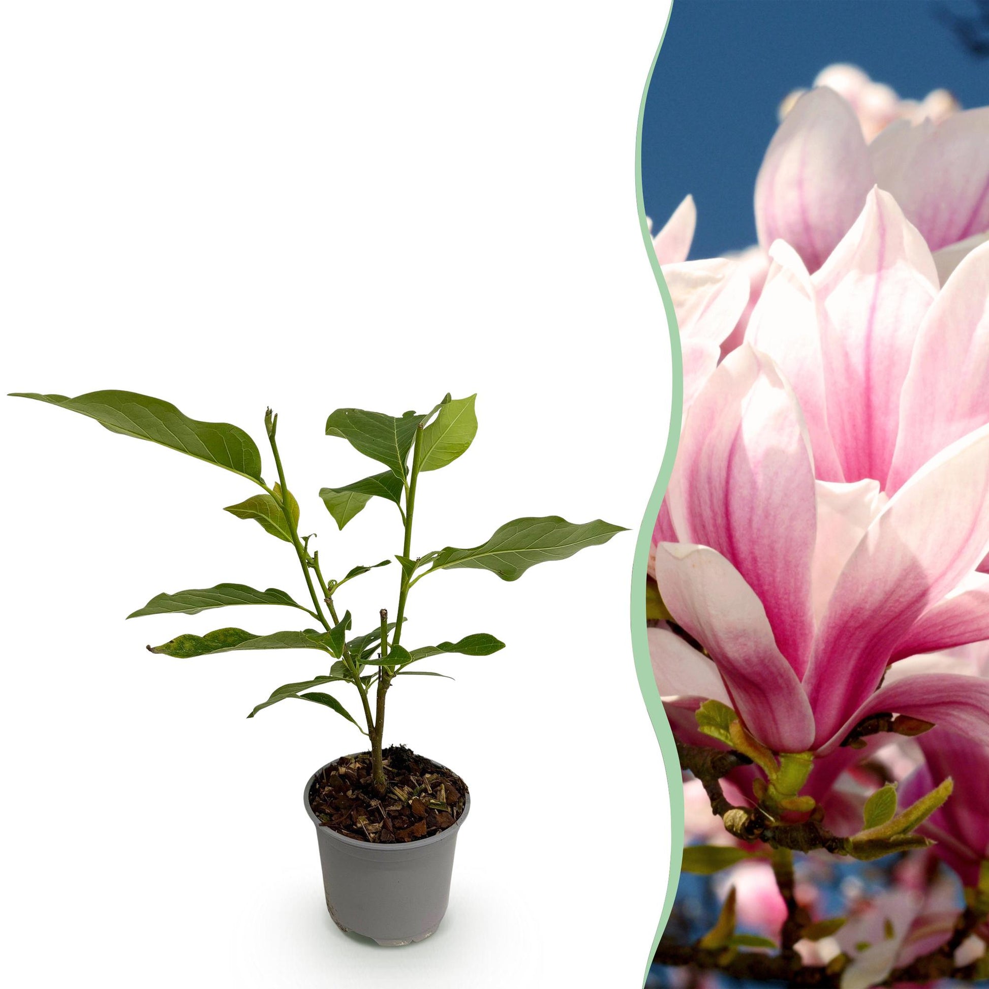 Magnolia grandiflora. Jeune plant en pot avec à côté un gros plan des magnifiques fleurs blanches et roses de la plante adulte.