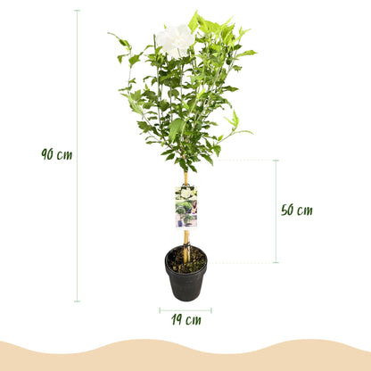 Hibiscus syriacus White Chiffon® en pot de 19 cm, plant sur tige de 90 cm de hauteur totale dont 50 cm de tige.