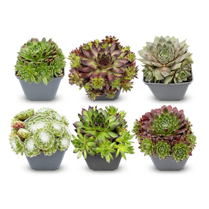 Sempervivum Big Sam : 6 plants en pot de 7cm, 10-12cm, différents variétés de joubarbes sur fond blanc.