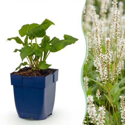 Persicaria ampl. Alba : un jeune plant en pot bleu sur fond blanc, à côté d'une haie dense de renouées en fleurs blanches.