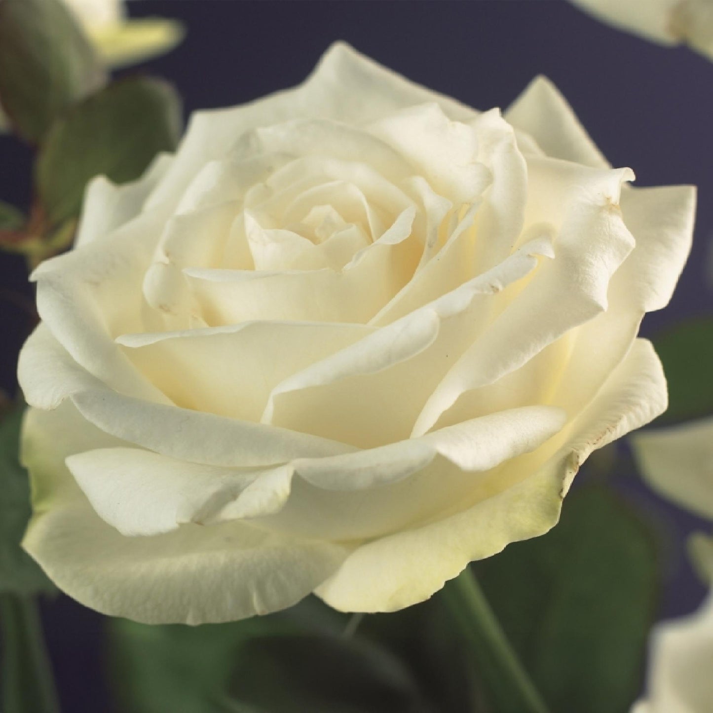 Rosa Red Climber : Gros plan d'une rose grimpante aux pétales délicats et blancs crème, évoquant élégance et pureté.