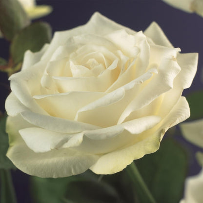 Rosa Red Climber : Gros plan d'une rose grimpante aux pétales délicats et blancs crème, évoquant élégance et pureté.