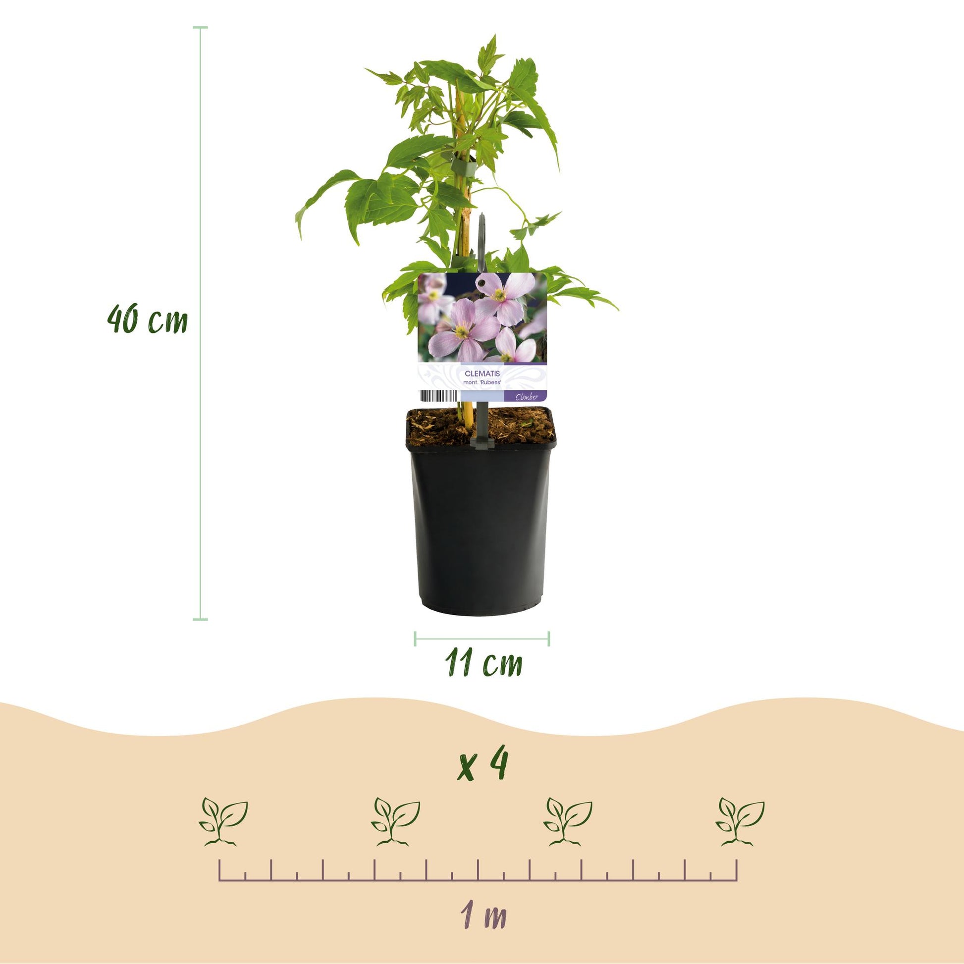Clematis montana Rubens, photo d'un plant de 40 cm de haut en pot de 11 cm, avec une illustration de 4 plants espacés d'un mètre pour la pla