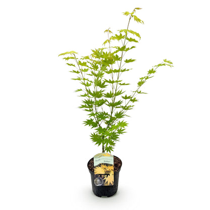 Érable du Japon Acer palmatum Jordan, jeune plant vert en pot noir, sur fond blanc. Feuillage caduc pour terrasse.