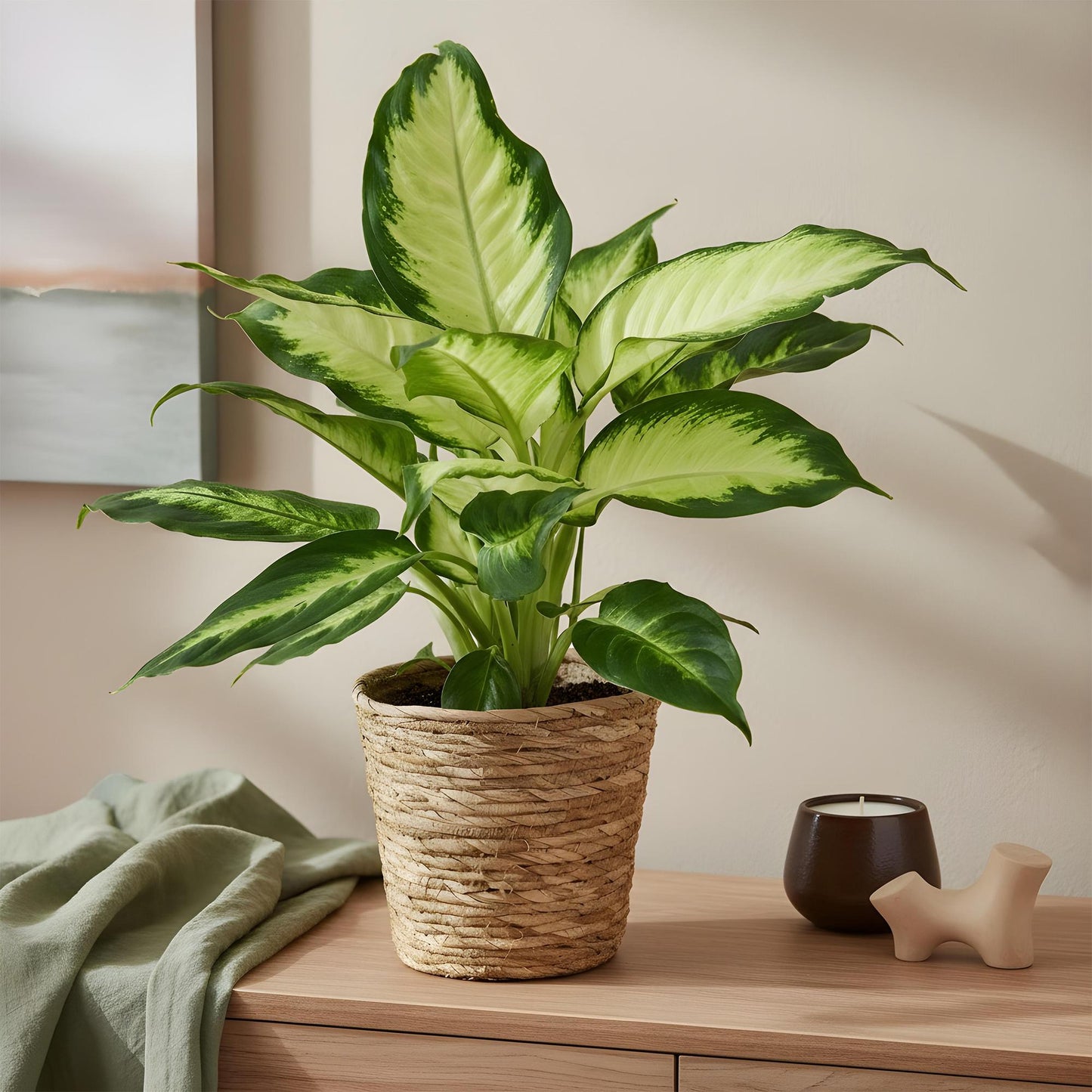 Plantes d'intérieur - Diefenbachia Camilla - Dieffenbachia - Peu d'entretien - avec panier - Bicolore - 1 Plante - Pot 17cm - Hauteur 45-50cm