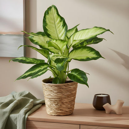 Plantes d'intérieur - Diefenbachia Camilla - Dieffenbachia - Peu d'entretien - avec panier - Bicolore - 1 Plante - Pot 17cm - Hauteur 45-50cm