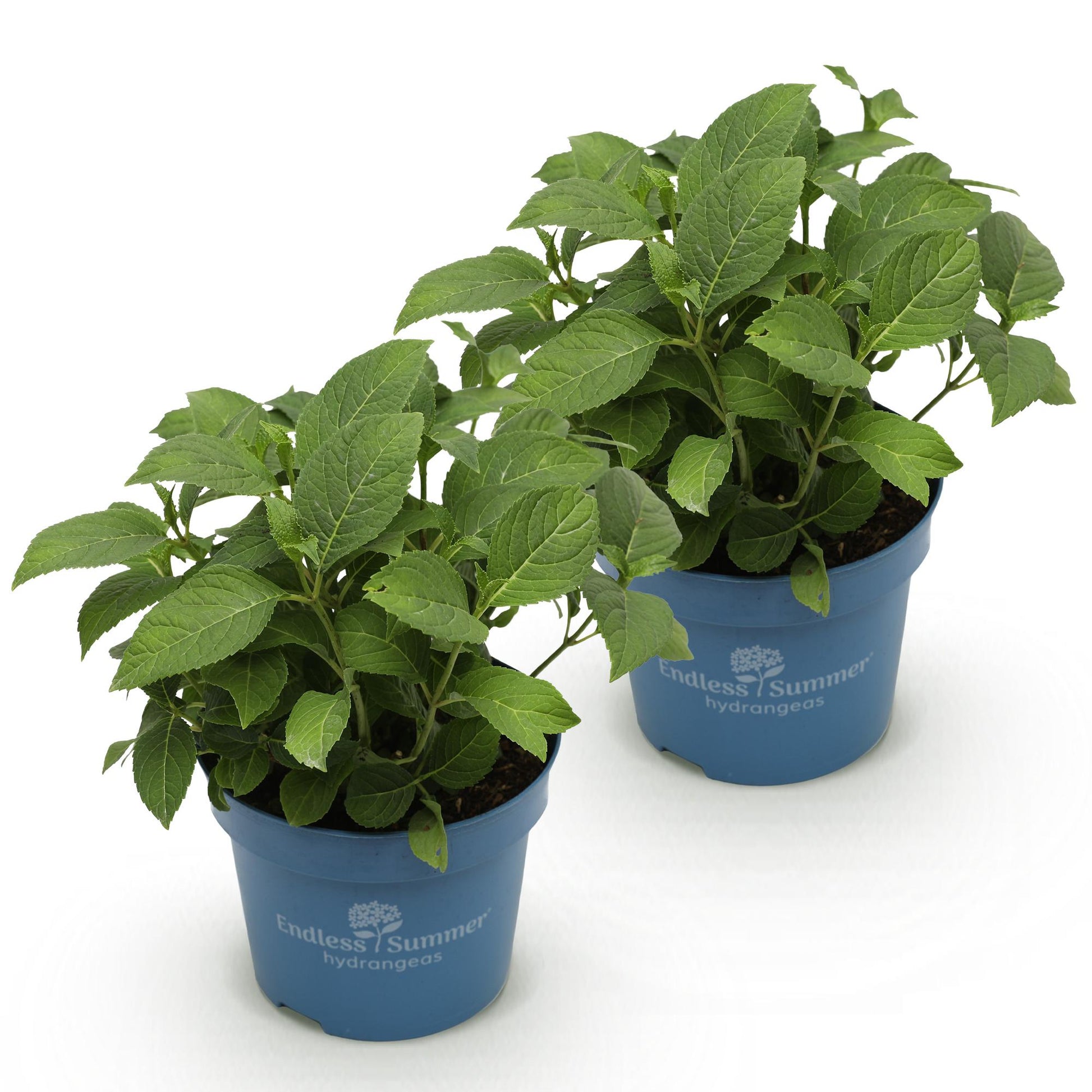 Hydrangea Endles Summer The Original Pink : deux jeunes hortensias verts en pot de 14cm sur fond blanc.
