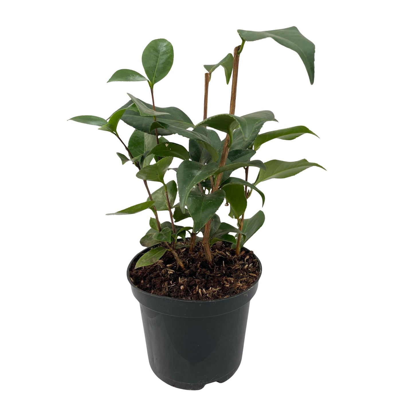 Camelia japonica Tricolour : plant de camélia persistant en pot de 15 cm avec feuillage vert et tiges robustes, sur fond blanc.