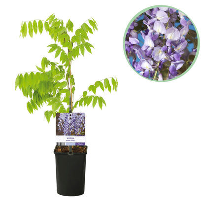 Glycine Wisteria floribunda Prolific en pot avec ses feuilles vertes, accompagnée d'un gros plan sur ses fleurs violettes.