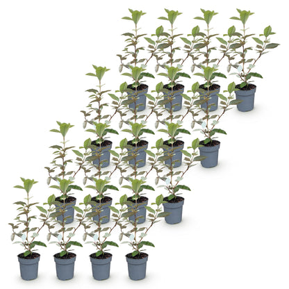 Elaeagnus ebbingei Compacta : lot de 28 jeunes plants en pot, feuillage vert foncé et revers argenté, idéal pour une haie persistante.