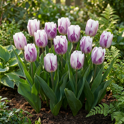 Massif de tulipes 'Flaming Flag' blanches striées de violet en pleine floraison dans un jardin.