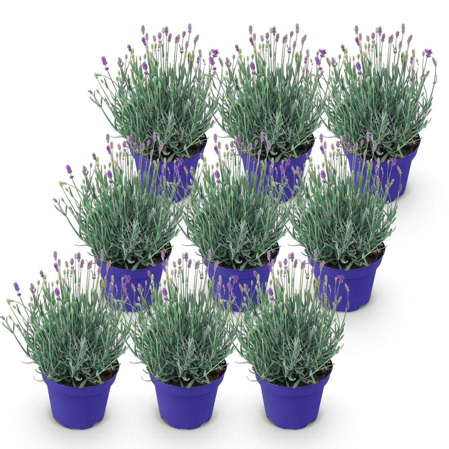 Lavande angustifolia Hidcote : dix plants en pot violet, prêts à planter pour créer une haie parfumée et fleurie dans votre jardin.