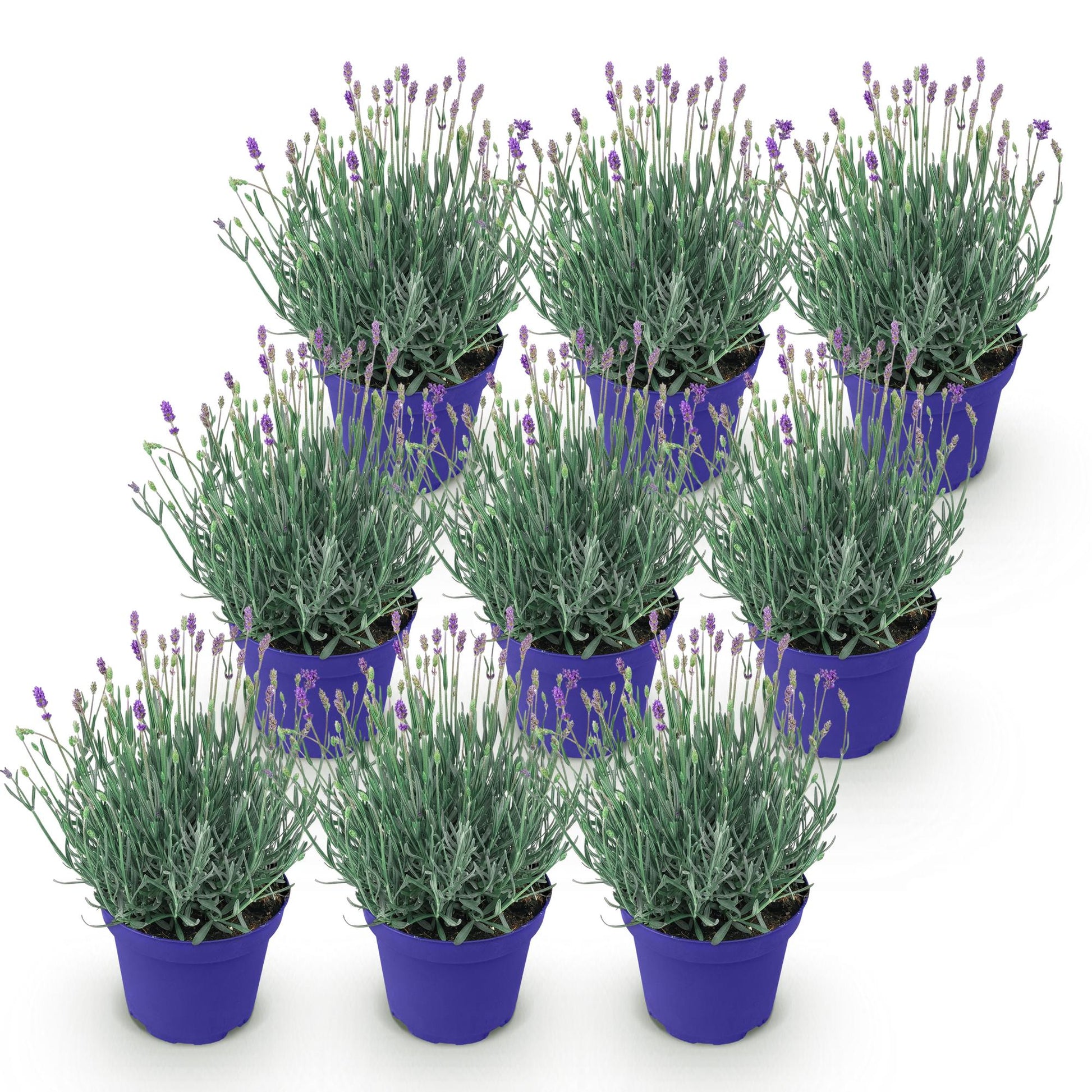 Lavande angustifolia Hidcote : dix plants en pot violet, prêts à planter pour créer une haie parfumée et fleurie dans votre jardin.