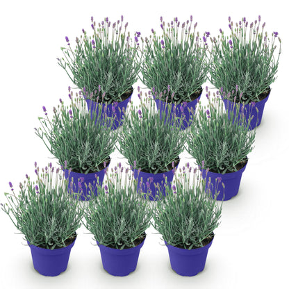 Lavande angustifolia Hidcote : dix plants en pot violet, prêts à planter pour créer une haie parfumée et fleurie dans votre jardin.